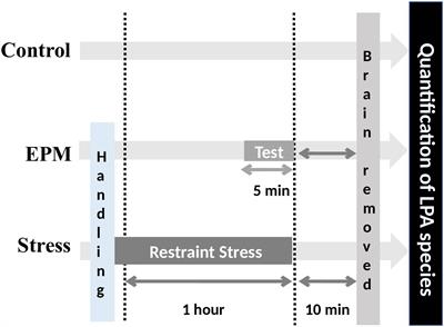 Effects of the LPA1 Receptor Deficiency and Stress on the Hippocampal LPA Species in Mice